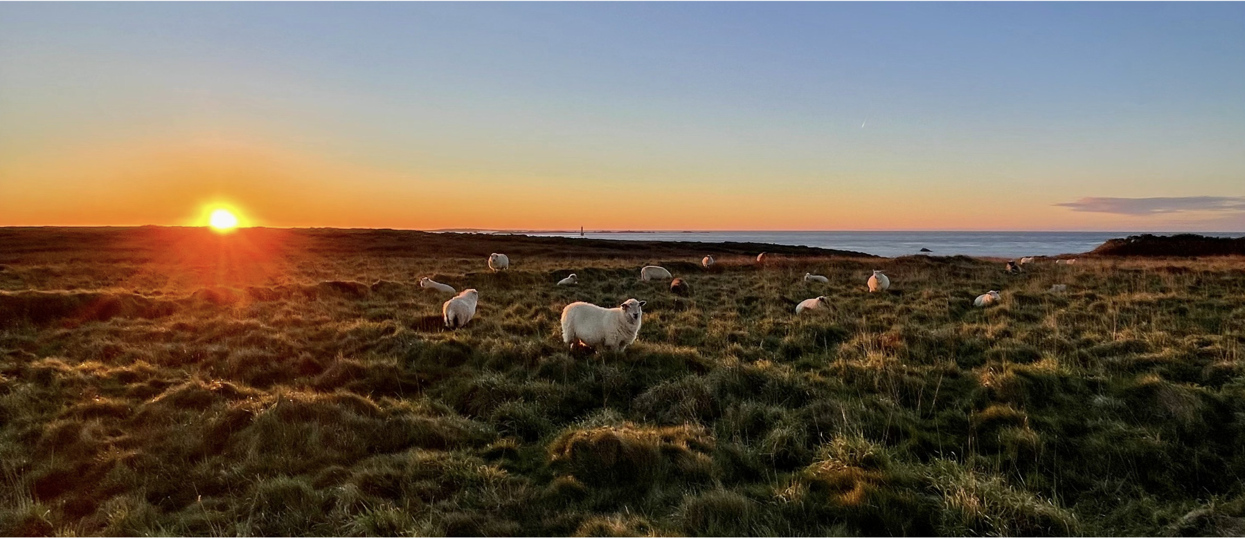 ouessant moutons.png